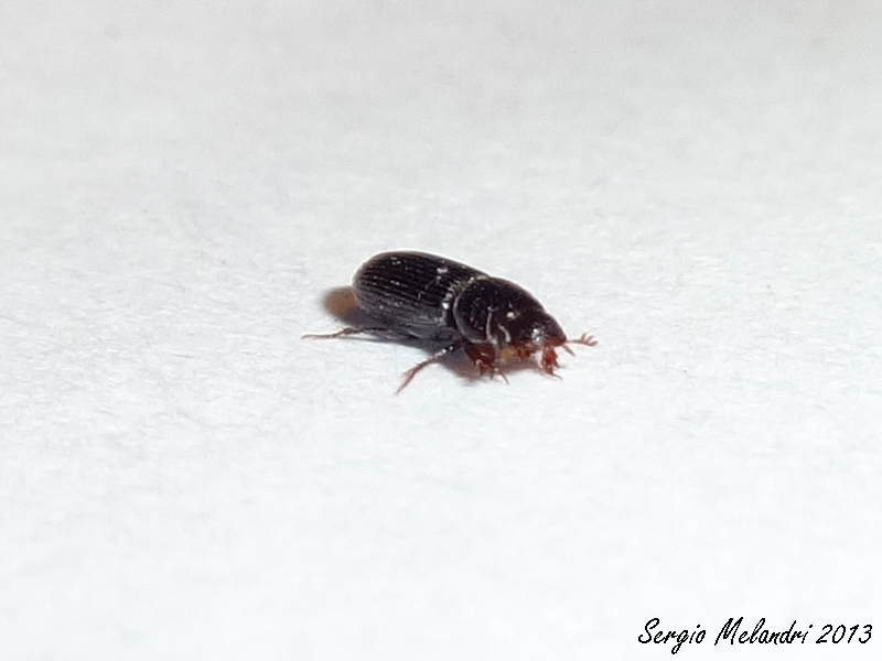Pleurophorus sp. - (Aphodiidae)